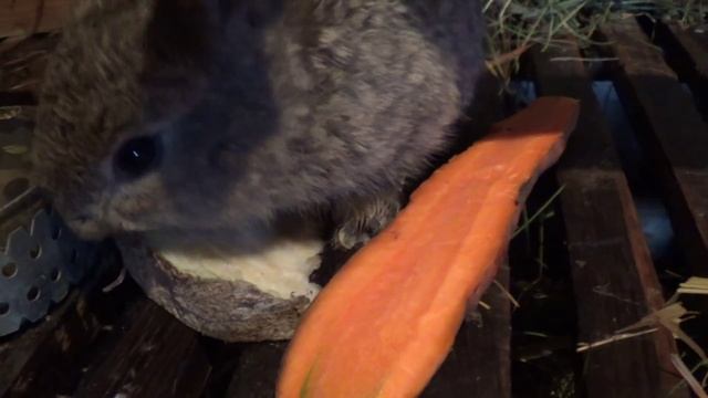 кролики, крольчата (30 дней), кормление смотреть онлайн