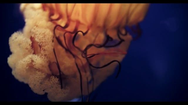 Музыка релакса. Умиротворение (БЕЗ РЕКЛАМЫ) смотреть онлайн