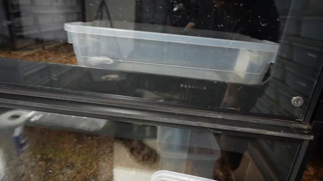 HUGE ANACONDA EATS RABBIT !!! AMAZING REDTAIL BOA AND ARGINTINE BOA CONSTRICTOR - snake collection смотреть онлайн