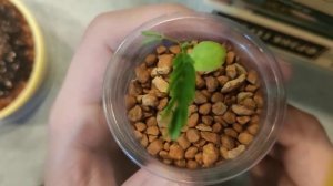 Бонсай из семян. Делоникс Королевский или огненное дерево Сотворить новые ветви.