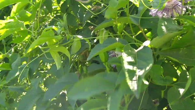 Маракуйя северная.Капельный полив залог мощнейшего роста растения ,обильного плодоношения. смотреть онлайн