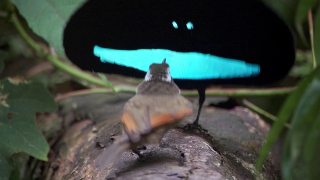  Planet Earth s01e01 From pole to pole смотреть онлайн
