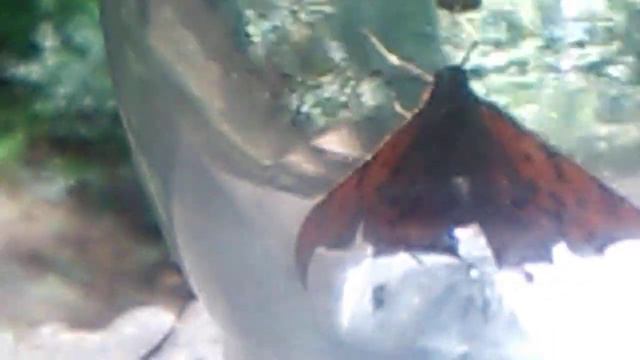 A goatweed leafwing butterfly release смотреть онлайн