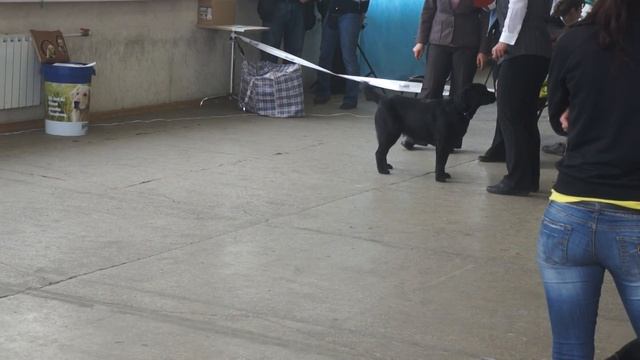 Черри на выставке