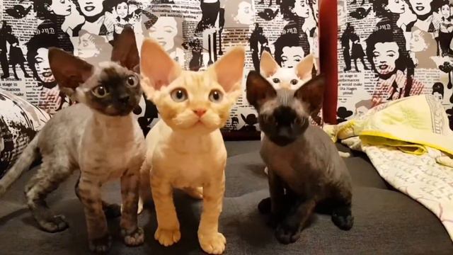 Девон-рекс Devon-rex смотреть онлайн