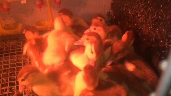 Закладка яйца индоуток в инкубатор !🦆🐣