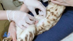 Мастит у кошки. Диагностика и лечение