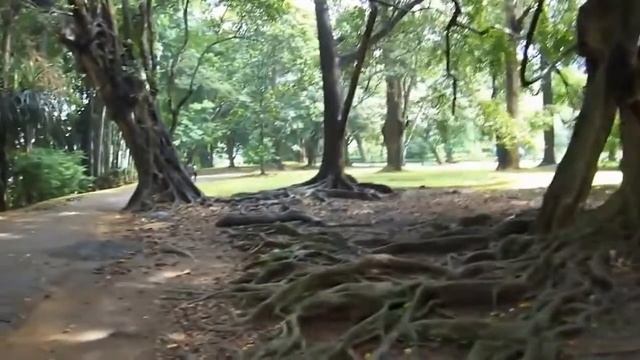 Королевский ботанический сад Шри-Ланка ⁄ Royal Botanical Gardens Peradeniya Sri Lanka смотреть онлайн