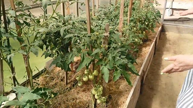 Подкормка томатов и урожай с PROLIFIC на с/х предприятии и в личном хозяйстве ЛПХ смотреть онлайн