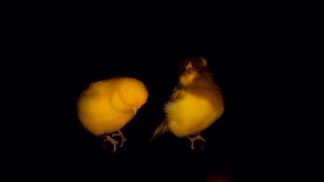 канарейка норвич (norwich canary) Питомник декоративных канареек "Ах, арлекино!" смотреть онлайн