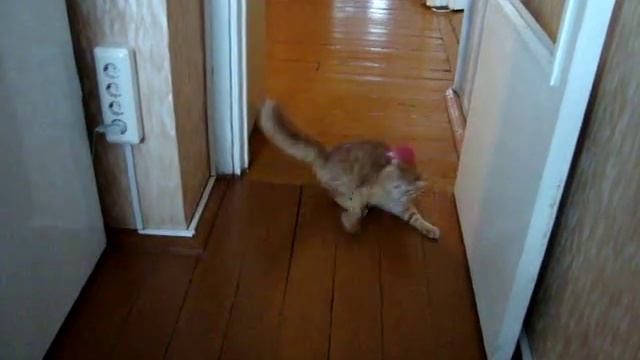 Кот танцует брейк смотреть онлайн