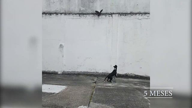 Pitbull Evolução - 1 Mês a 1 Ano смотреть онлайн