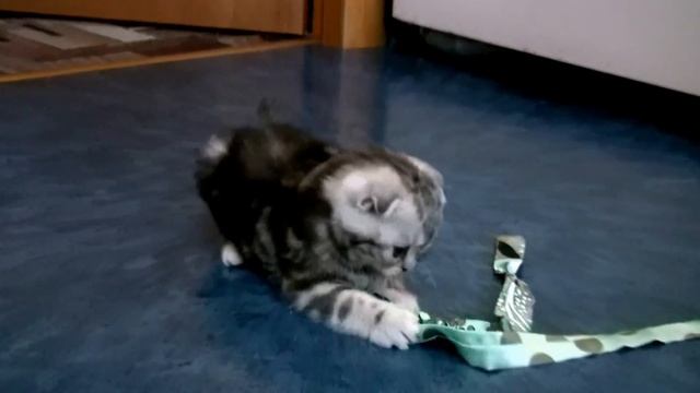 Шотландские котята. Scottish Fold Kittens.