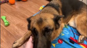 Покончите с линькой: секреты ухода за немецкой овчаркой