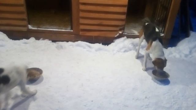 Гончая - комманда стоять! (приездка) смотреть онлайн