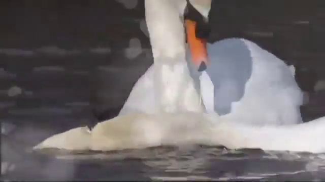 Лебеди смотреть онлайн