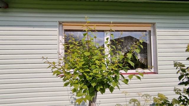 Собираем хвойный опад в лесу . Укладываем под огурцы и цветы . Мульчирование почвы под растениями . смотреть онлайн