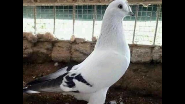 Порода турецких голубей. Такла. смотреть онлайн