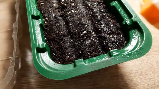 ПОСЕВ БЕГОНИИ ВЕЧНОЦВЕТУЩЕЙ НА РАССАДУ В ДОМАШНИХ УСЛОВИЯХ. смотреть онлайн