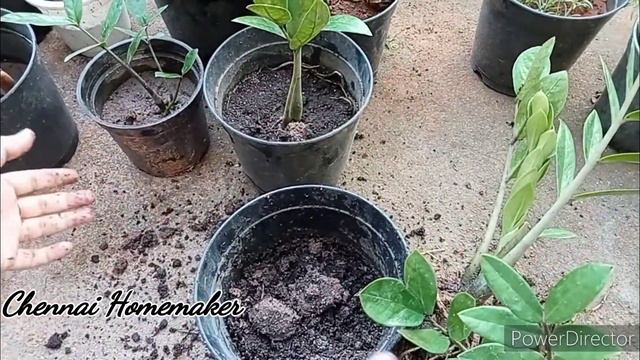 Zz plant/Zz plant Growth/ Zz Plant repotting/Zz Plant soil Mixture/Black Zz/Black Zz Growth смотреть онлайн