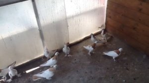 Бакинские бойные голуби желтые шейки