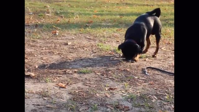 Необычная апортировка. Учим маленькую собаку приносить предметы. Дрессировка брабансона