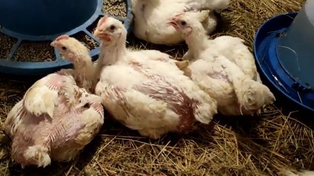 КАК ОПРЕДЕЛИТЬ ПОЛ ЦЫПЛЁНКА? ПЕТУХ ИЛИ КУРОЧКА. ЦЫПЛЯТА ГОЛОШЕЙКИ. КОРМЛЕНИЕ И ХОД. ВЫЛУПЛЕНИЕ УТЯТ смотреть онлайн