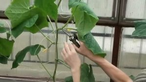 Формирование огурца в один стебель