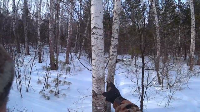 СТРОИМ ИЗБУ В ТАЙГЕ, НА НОВОМ УЧАСТКЕ. День третий. смотреть онлайн