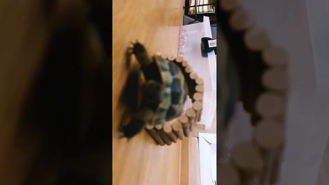 #черепаха #черепашонок смотреть онлайн