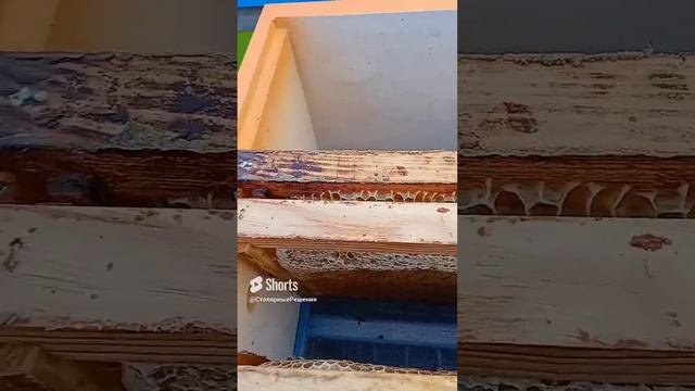 подсадка племенной матки (ИО).mp4 смотреть онлайн
