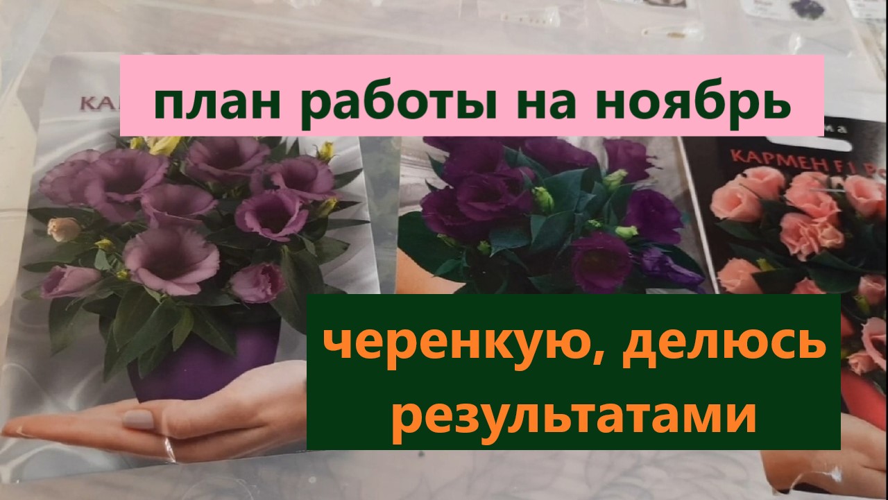 Анонс работ на ноябрь. Для чего черенкую вербену так рано. Результат укоренения дипладении. смотреть онлайн