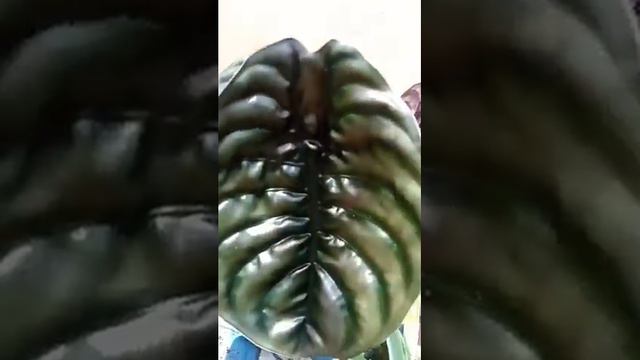 alocasia cuprea смотреть онлайн