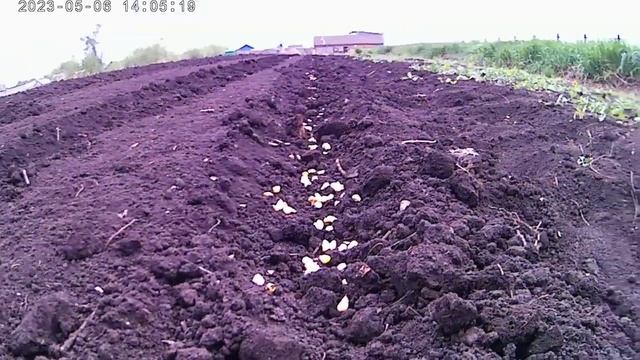 Посев Кукурузы ? 2023 | ??? смотреть онлайн