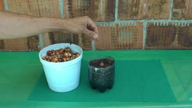 ЛУК НА ЗЕЛЕНЬ ПЕРО ЛУЧШИЙ СПОСОБ смотреть онлайн