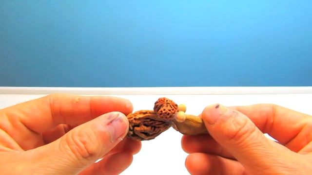 Сделал забавную птичку Пеликана. Поделки в садик из косточек своими руками. смотреть онлайн