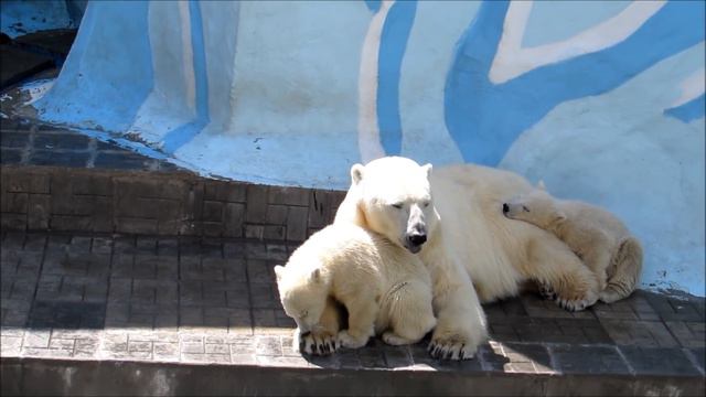 Один медвежонок спит, другой никак не может угомониться 20.05.19 смотреть онлайн