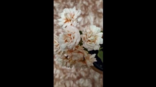 Эксклюзив.Роза?Пеларгония Fischers Appleblossom ,ее родственница ,отличия от Denise и преимущества смотреть онлайн
