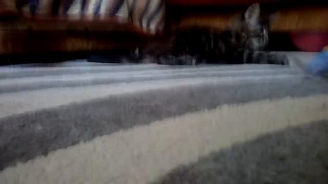 Котенкок породы мейн кун смотреть онлайн