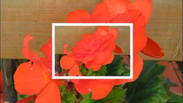 Клубневая бегония смотреть онлайн