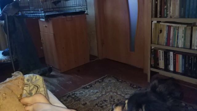 Собака Марта пристаёт к ноге (12+) смотреть онлайн