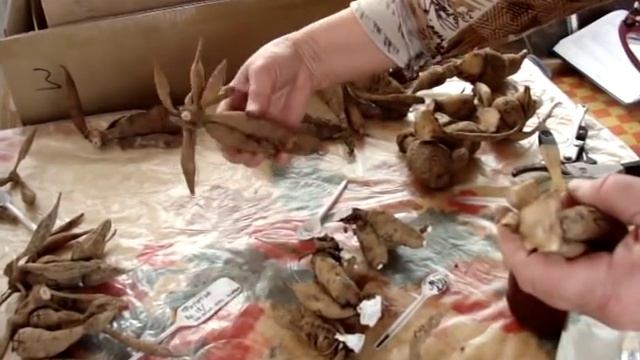 Георгины, готовим к зиме, часть 2. смотреть онлайн