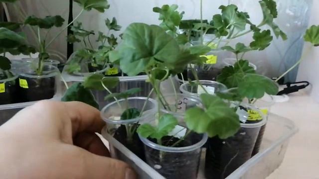 Пеларгония. Результат укоренения. смотреть онлайн