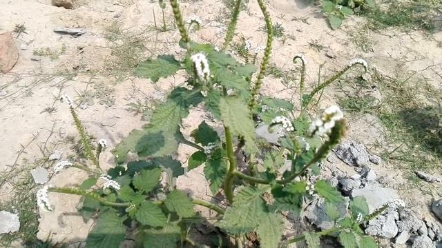 Heliotropium indicum смотреть онлайн