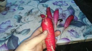 Обзор редиски КРАСНЫЙ ВЕЛИКАН