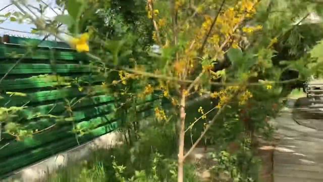 Французский бульдог Мира и её женихи смотреть онлайн