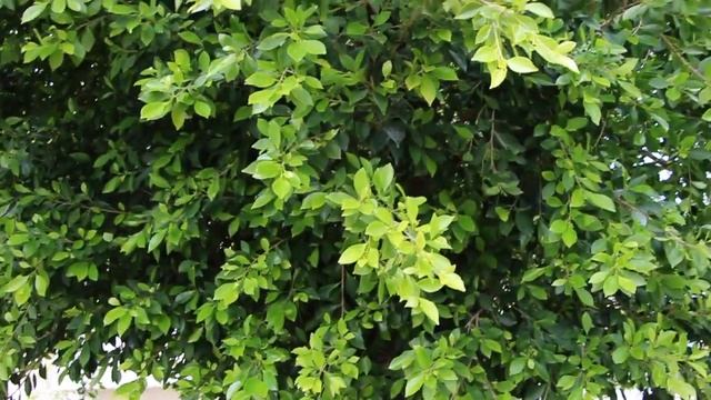 Help save the planet, plant a Ficus Nitida. смотреть онлайн
