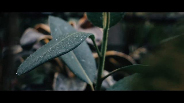 Canon 4000d + Yongnuo 50mm смотреть онлайн
