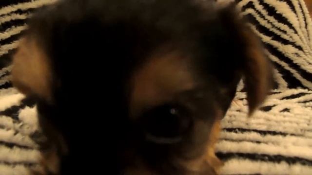 Щенки йоркширского терьера 05.08.2015 г. смотреть онлайн