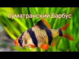 Суматранский барбус . Уход , кормление, разведение.